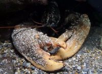 英国发现第二重龙虾 或已50至70岁“高龄”