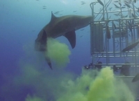 出乎意料！巴西潜水员遭遇大白鲨便便攻击