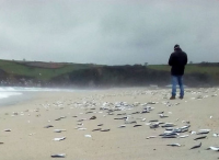 英国成千上万条鲭鱼或为躲避鲸鱼猎杀搁浅海滩