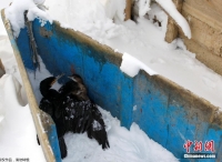 马其顿遇严寒天气 飞鸟和渔船被困冰面