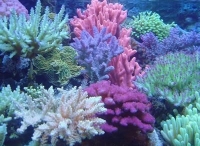 广西涠洲岛珊瑚礁恢复健康状态