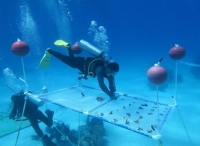 海底“植树造林”中国科学家在南海种珊瑚