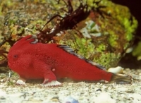 澳大利亚发现红色长手鱼新种群 现已濒临灭绝