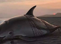 墨西哥加紧拯救极危小头鼠海豚