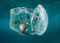 菲律宾海洋塑料垃圾污染严重生物多样性中心变“致命陷阱”