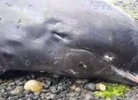 13只海豚因日本货轮触礁丧命