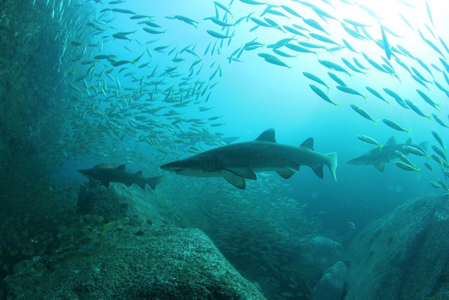 海洋中与鲨共舞 勇敢摄影师的精彩作品 