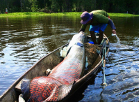 秘鲁渔夫捞到3米长的巨型鱼，险些将船给打翻了！