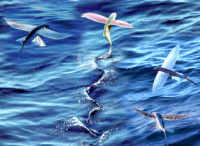 会飞的鱼：海洋中的天空之鸟
