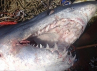 澳渔民曝光鲨鱼残骸 鲨鱼间互相攻击适者生存