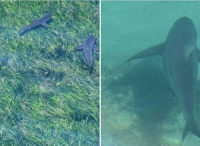 澳海岸1天惊现18头大鲨鱼 救生员连发警报