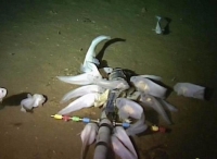 马里亚纳海沟8000米处发现海底新物种