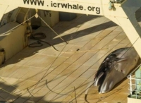 日本渔船在南极偷偷捕猎鲸鱼 发现被拍立即遮掩(图)