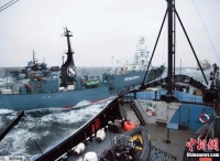 南极“科研捕鲸”归来 日本船队捕获333头小须鲸
