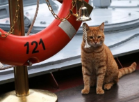 俄军“猫水手”随舰出征叙利亚 作战任务：抓老鼠