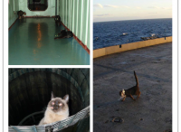 俄罗斯水手猫随航母赴叙利亚参战