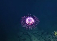 科学家深海发现罕见水母绚烂如烟花