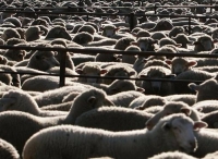 2400只羊热死，澳洲牲畜船是不是舍不得开通风系统？！