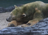 古稀之年备受疾病折磨 世界第一头热带出生北极熊安乐死
