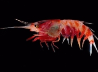 科学家在印尼海底发现超万种新生物