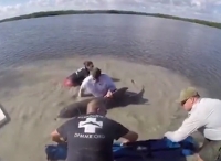 落单海豚被困美国泥滩 船员们拼命营救