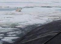 俄罗斯潜艇上浮扔垃圾，船员巧遇北极熊登艇觅食
