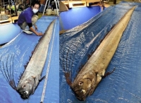 日本富山县一周现3条皇带鱼　渔民忧地震将至