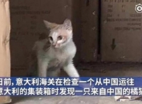 被困集装箱40天   中国小猫的“奇幻漂流”