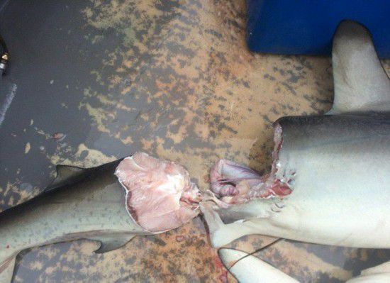 澳渔民曝光鲨鱼残骸 鲨鱼间互相攻击适者生存