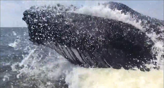 18米长座头鲸从船边跃出水面 船员惊呼连连