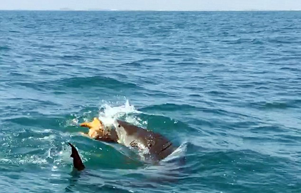 虎鲨凶残捕食海龟一幕被拍 惊呆一船游客