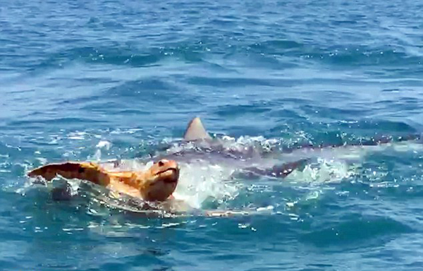 虎鲨凶残捕食海龟一幕被拍 惊呆一船游客